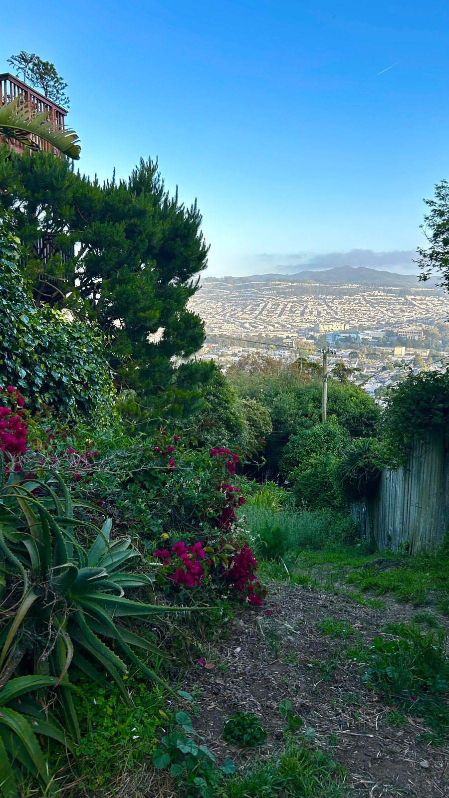 Hillside garden overlooking San Francisco